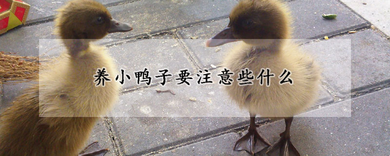 養(yǎng)小鴨子要注意些什么