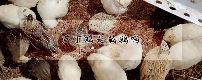 蘆丁雞是鵪鶉嗎