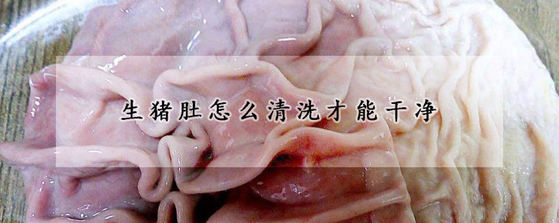 生豬肚怎么清洗才能干凈