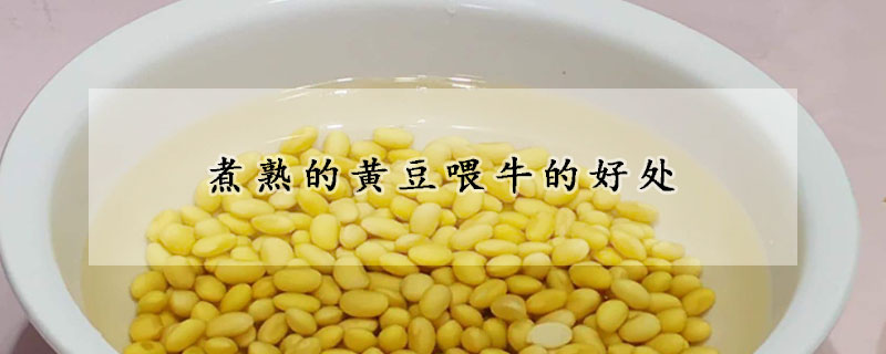 煮熟的黃豆喂牛的好處