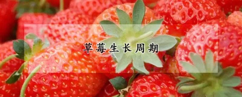 草莓生長(zhǎng)周期