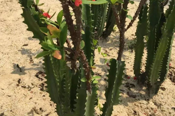 龍骨花的擺放禁忌 龍骨花擺放什么位置好