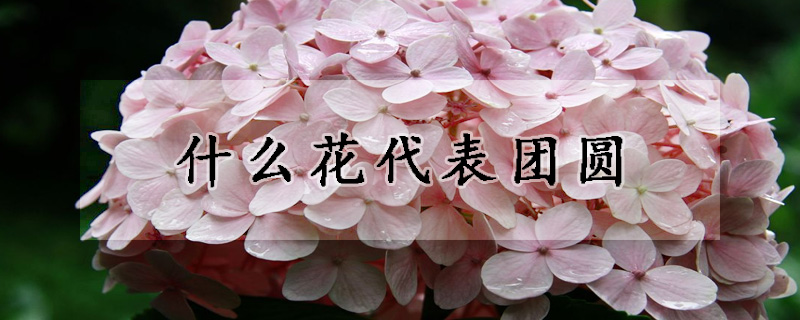 什么花代表團(tuán)圓