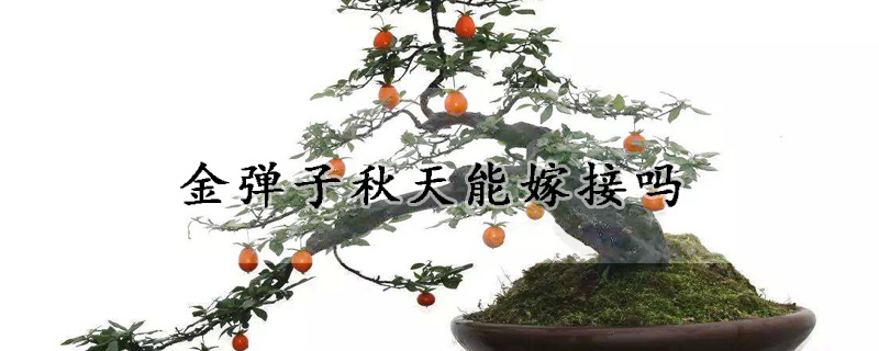 金彈子秋天能嫁接嗎