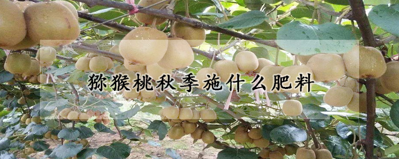 獼猴桃秋季施什么肥料