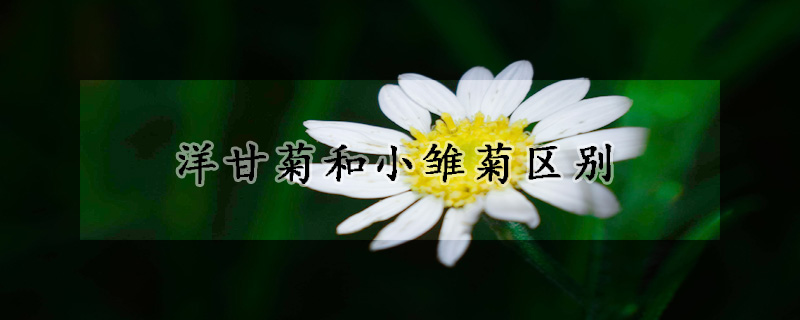 洋甘菊和小雛菊區(qū)別