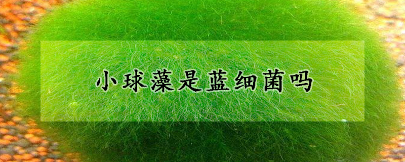 小球藻是藍(lán)細(xì)菌嗎