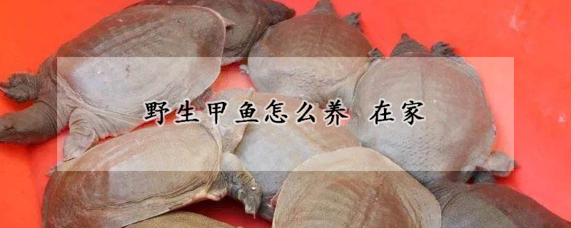 野生甲魚怎么養(yǎng) 在家