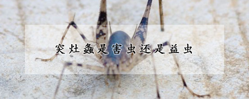 突灶螽是害蟲(chóng)還是益蟲(chóng)