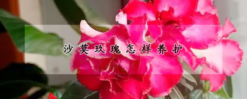 沙莫玖瑰怎樣養(yǎng)護(hù)