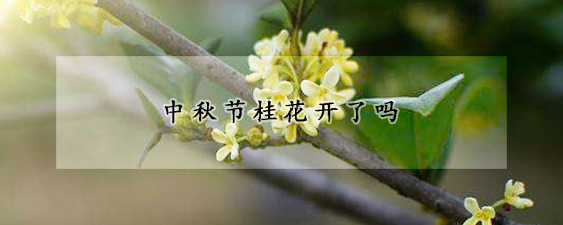 中秋節(jié)桂花開了嗎