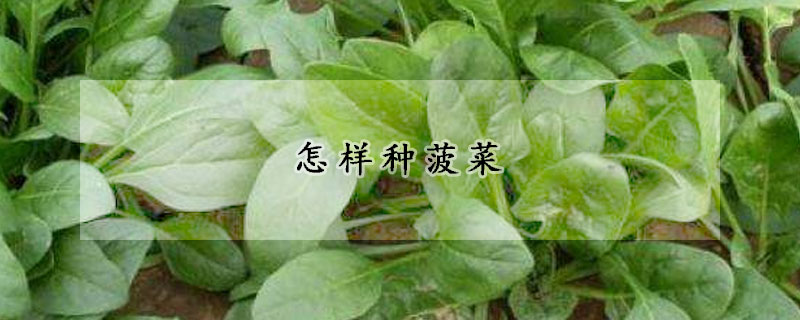 怎樣種菠菜