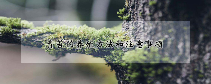 青苔的養(yǎng)殖方法和注意事項