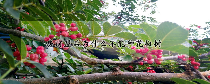 房前屋后為什么不能種花椒樹