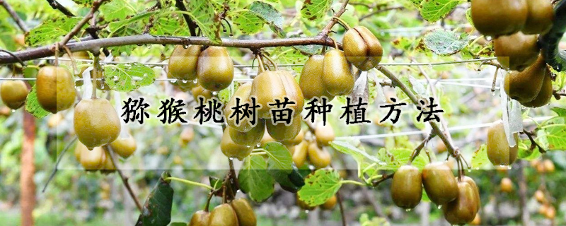 獼猴桃樹(shù)苗種植方法