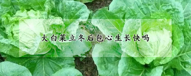 大白菜立冬后包心生長(zhǎng)快嗎