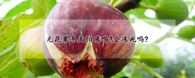 無花果冬天怕凍嗎?會(huì)凍死嗎?