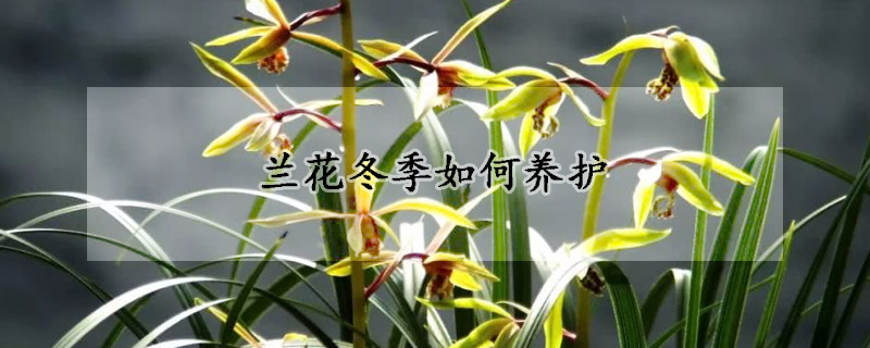 蘭花冬季如何養(yǎng)護(hù)