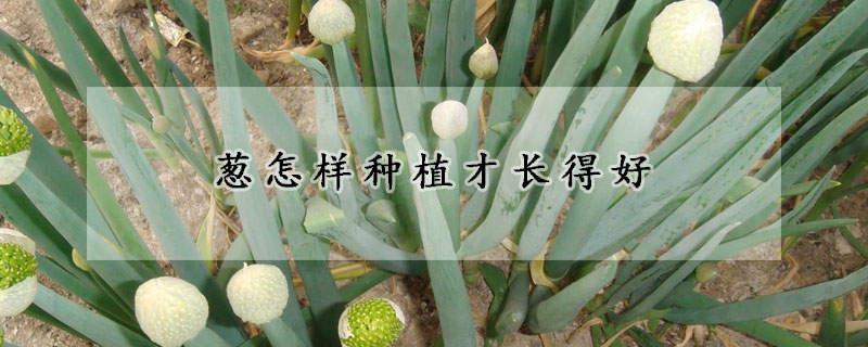 蔥怎樣種植才長得好