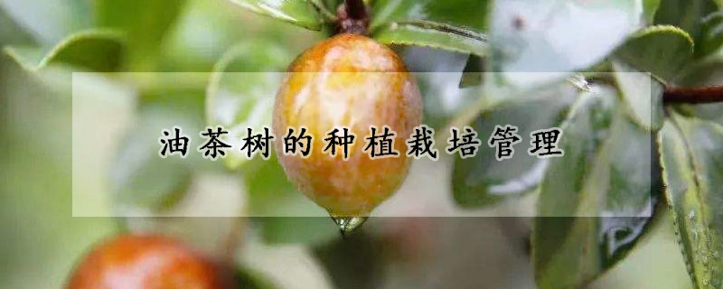 油茶樹的種植栽培管理