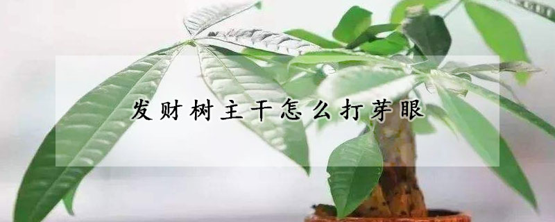 發財樹主干怎么打芽眼