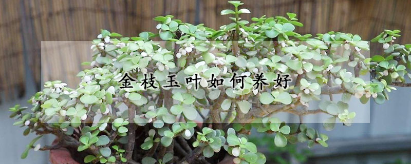 金枝玉葉如何養(yǎng)好