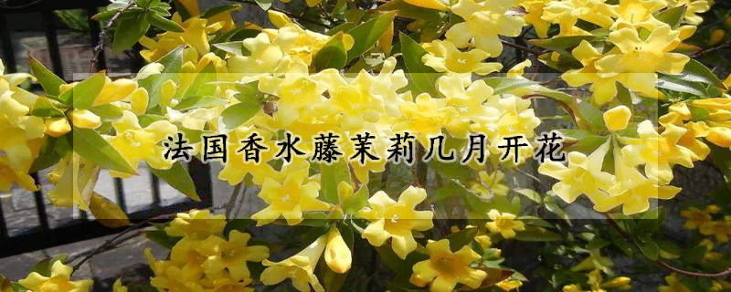 法國(guó)香水藤茉莉幾月開花