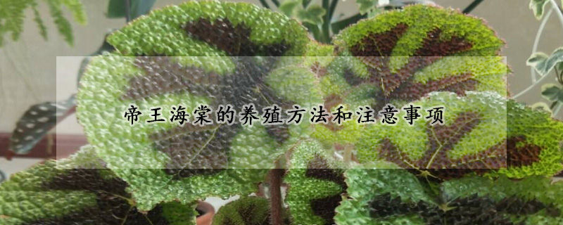 帝王海棠的養(yǎng)殖方法和注意事項