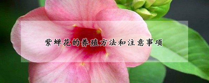 紫蟬花的養(yǎng)殖方法和注意事項