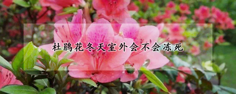 杜鵑花冬天室外會不會凍死