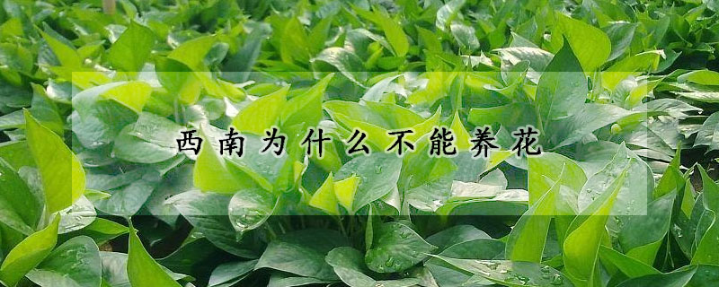 西南為什么不能養(yǎng)花