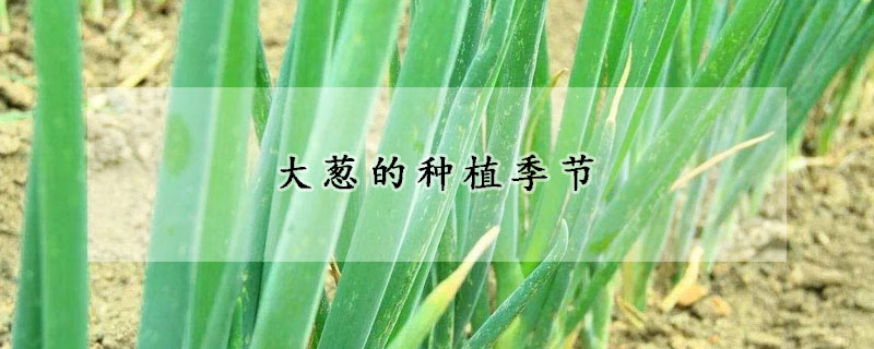 大蔥的種植季節(jié)