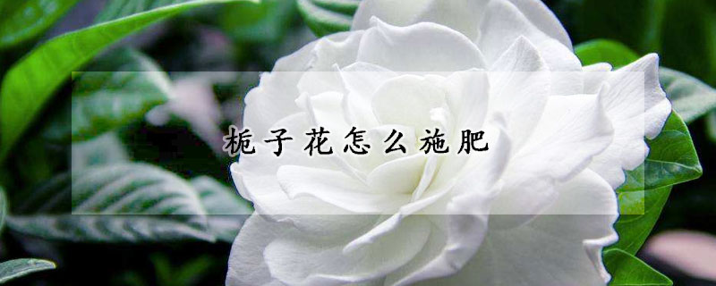 梔子花怎么施肥