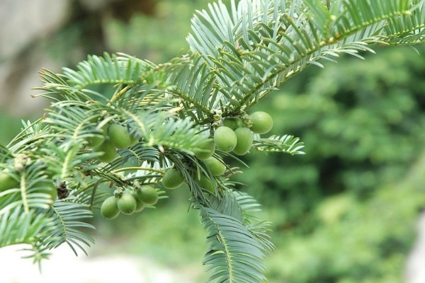 常見的10種裸子植物 十種裸子植物