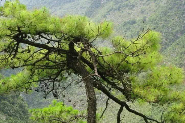 常見的10種裸子植物 十種裸子植物