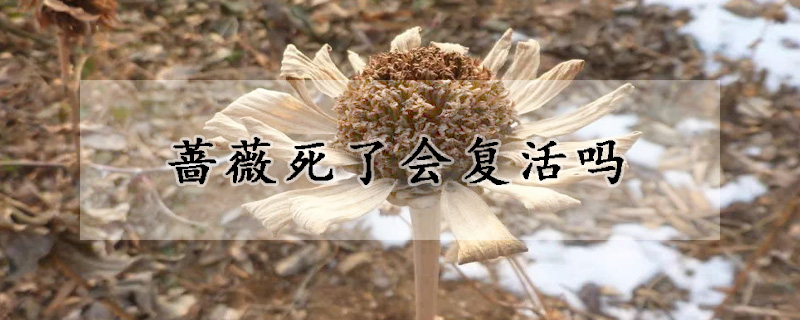 薔薇死了會復活嗎