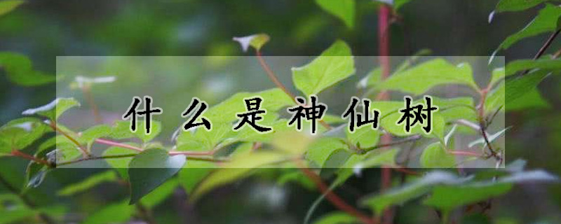 什么是神仙樹(shù)