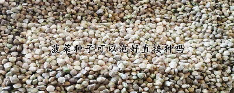 菠菜種子可以泡好直接種嗎