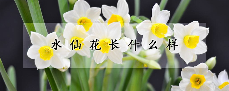 水仙花長什么樣