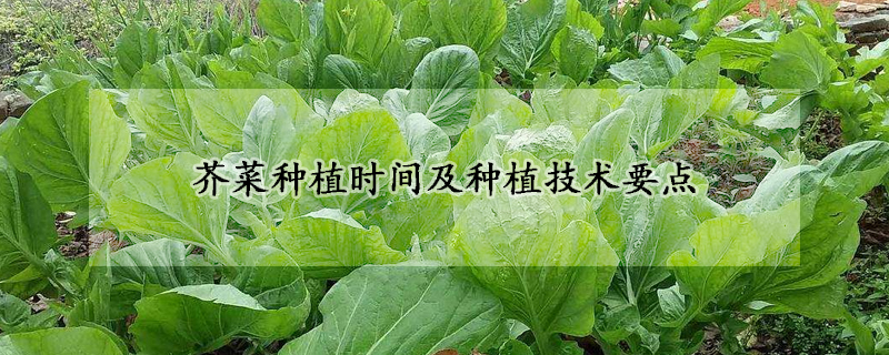 芥菜種植時(shí)間及種植技術(shù)要點(diǎn)