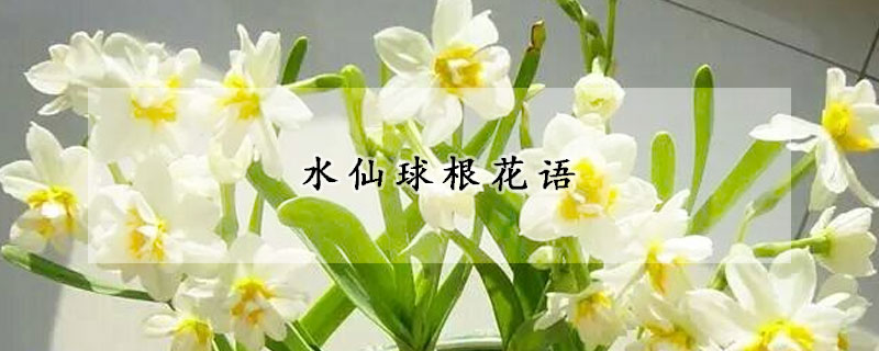 水仙球根花語