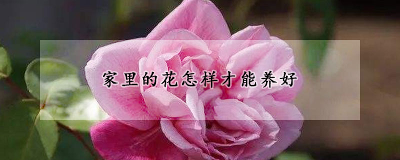 家里的花怎樣才能養(yǎng)好