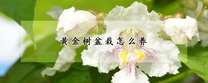 黃金樹盆栽怎么養(yǎng)