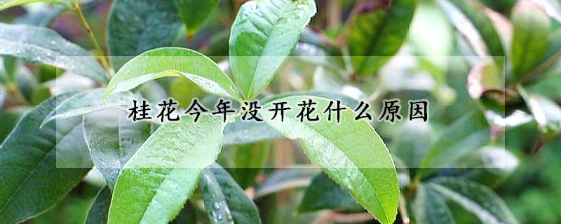 桂花今年沒開花什么原因