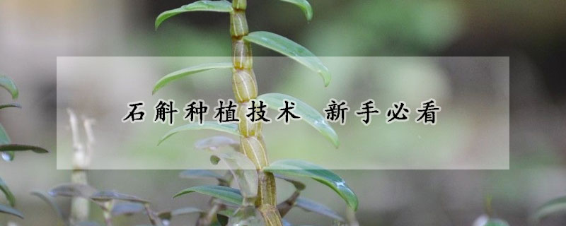 石斛種植技術(shù) 新手必看