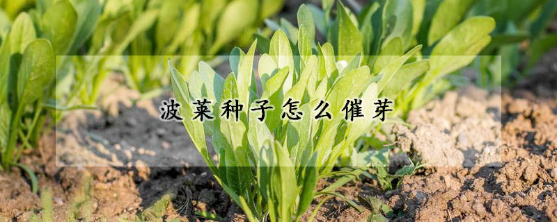 波萊種子怎么催芽