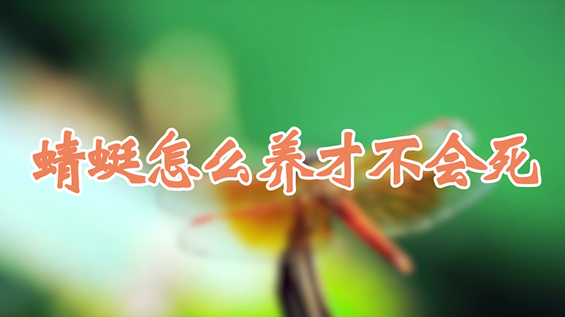 蜻蜓怎么養(yǎng)才不會(huì)死