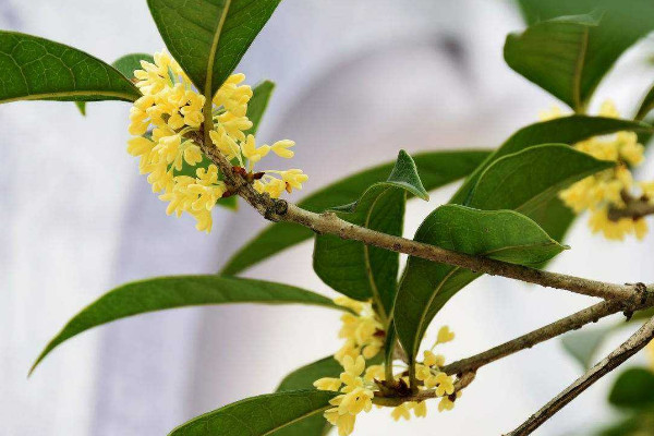 家里種桂花樹吉利嗎 家中種桂花吉不吉利