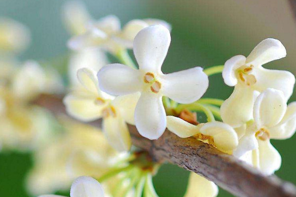 家里種桂花樹吉利嗎 家中種桂花吉不吉利