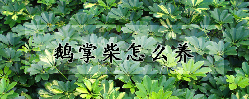 鵝掌柴怎么養(yǎng)